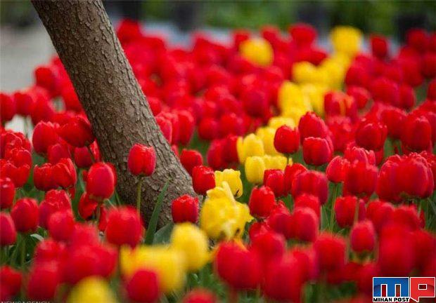 نگاهی به دشت لاله های کرج جاذیه گردشگری در نزدیکی تهران 2 دشت لاله های کرج