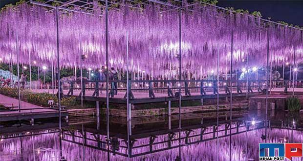 زیباترین درخت جهان یعنی ویستریا با 150 سال سن را تماشا کنید 12 زیباترین درخت جهان