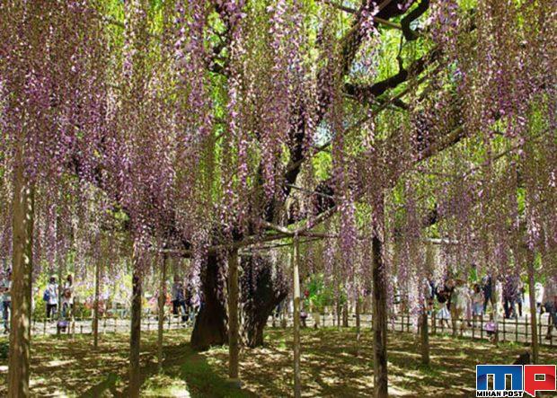 زیباترین درخت جهان یعنی ویستریا با 150 سال سن را تماشا کنید 6 زیباترین درخت جهان