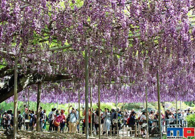 زیباترین درخت جهان یعنی ویستریا با 150 سال سن را تماشا کنید 5 زیباترین درخت جهان