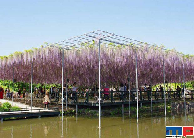 زیباترین درخت جهان یعنی ویستریا با 150 سال سن را تماشا کنید 4 زیباترین درخت جهان