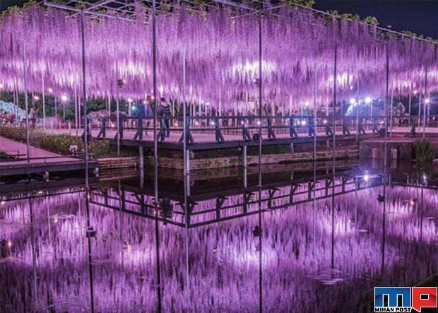 زیباترین درخت جهان یعنی ویستریا با 150 سال سن را تماشا کنید 3 زیباترین درخت جهان