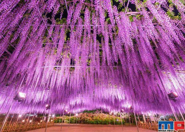 زیباترین درخت جهان یعنی ویستریا با 150 سال سن را تماشا کنید 2 زیباترین درخت جهان