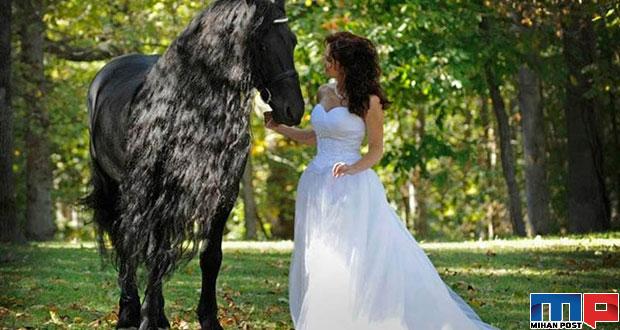 تصاویری از فردریک کبیر اسب که همچون یک سلبریتی محبوبیت دارد 1 فردریک کبیر