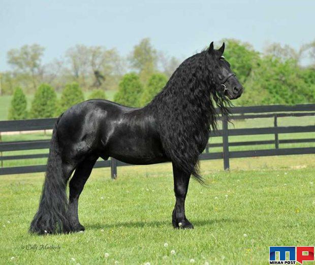 فردریک کبیر