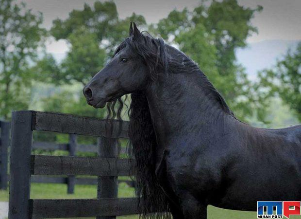 فردریک کبیر