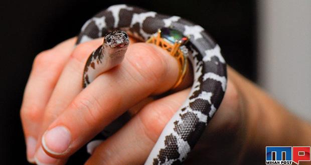 فواید مارها در زندگی انسان ها از کنترل آفات تا صنعت پوشاک 1 فواید مارها در زندگی انسان ها