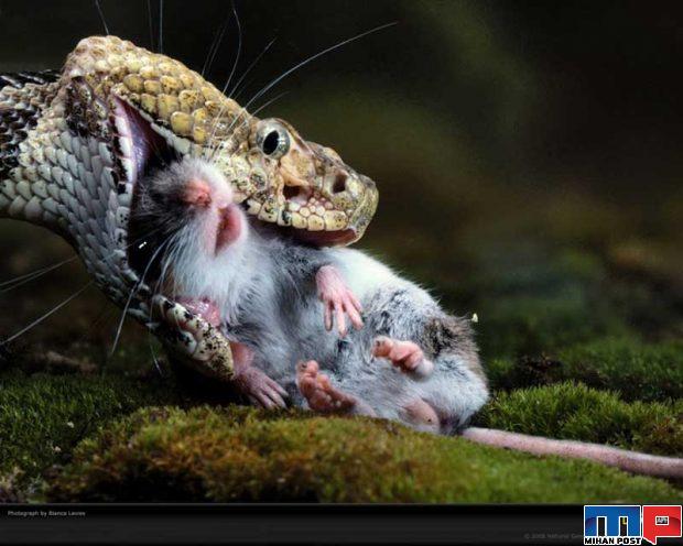 فواید مارها در زندگی انسان ها از کنترل آفات تا صنعت پوشاک 2 فواید مارها در زندگی انسان ها