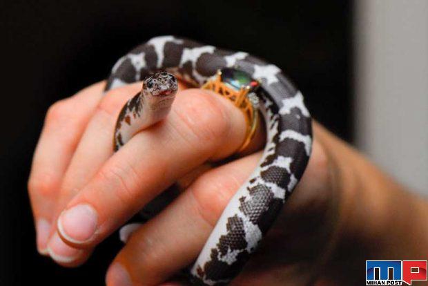 فواید مارها در زندگی انسان ها از کنترل آفات تا صنعت پوشاک 7 فواید مارها در زندگی انسان ها