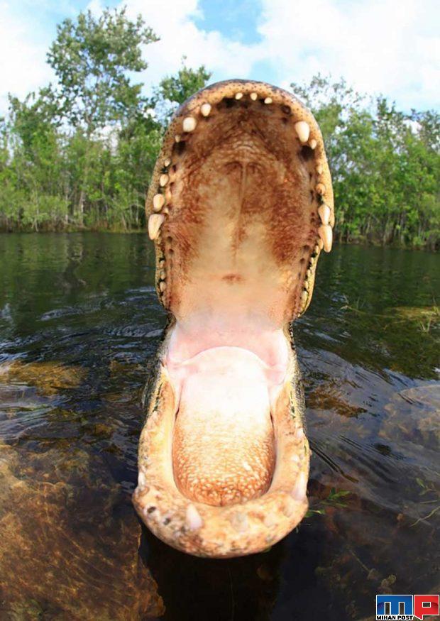 نگاهی به مرگبارترین حیوانات جهان با آرواره هایی حیرت آور 3 مرگبارترین حیوانات جهان