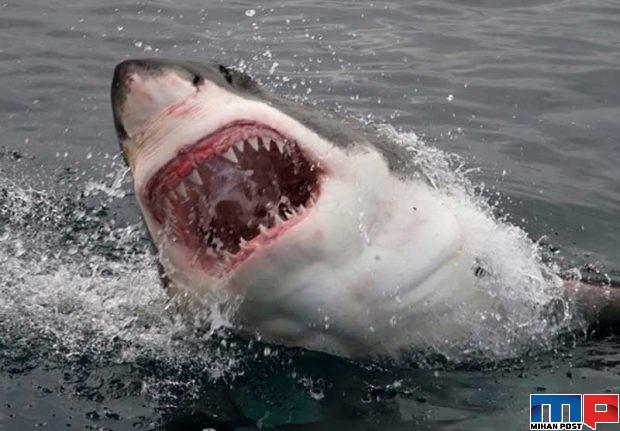 نگاهی به مرگبارترین حیوانات جهان با آرواره هایی حیرت آور 4 مرگبارترین حیوانات جهان