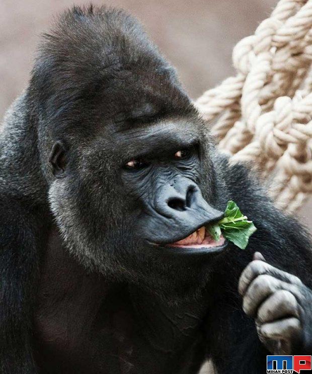 نگاهی به مرگبارترین حیوانات جهان با آرواره هایی حیرت آور 9 مرگبارترین حیوانات جهان