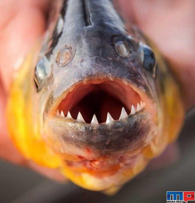 نگاهی به مرگبارترین حیوانات جهان با آرواره هایی حیرت آور 6 مرگبارترین حیوانات جهان