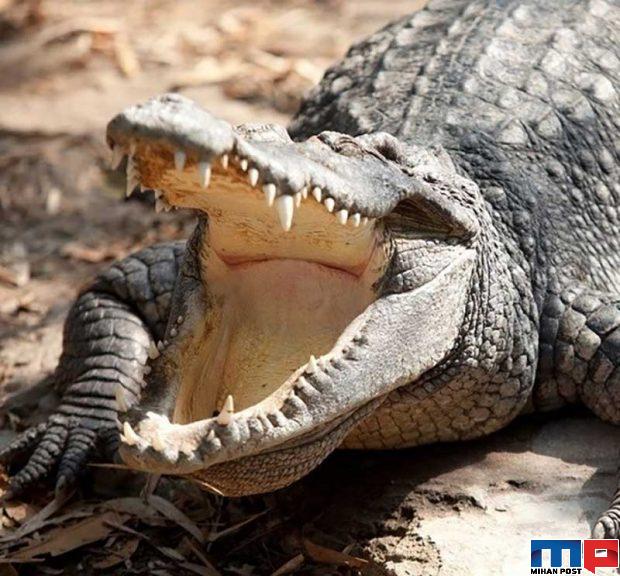 نگاهی به مرگبارترین حیوانات جهان با آرواره هایی حیرت آور 2 مرگبارترین حیوانات جهان