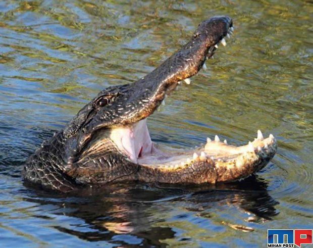 نگاهی به مرگبارترین حیوانات جهان با آرواره هایی حیرت آور 5 مرگبارترین حیوانات جهان