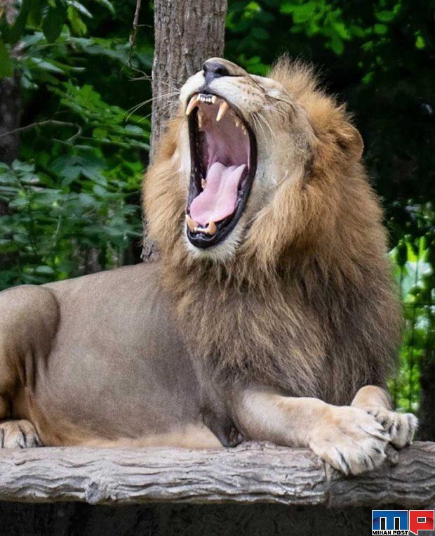 نگاهی به مرگبارترین حیوانات جهان با آرواره هایی حیرت آور 12 مرگبارترین حیوانات جهان