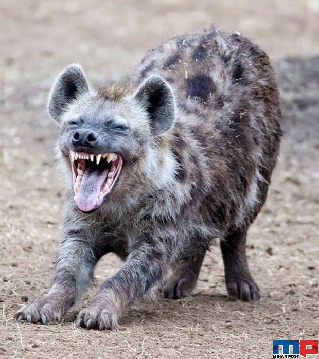 نگاهی به مرگبارترین حیوانات جهان با آرواره هایی حیرت آور 8 مرگبارترین حیوانات جهان