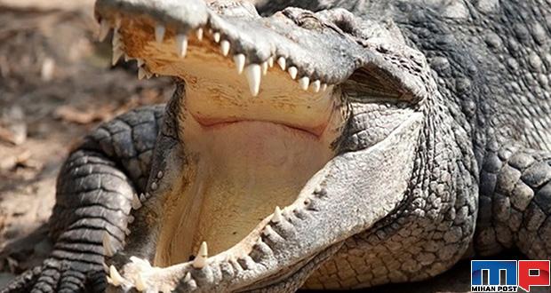 نگاهی به مرگبارترین حیوانات جهان با آرواره هایی حیرت آور 9 مرگبارترین حیوانات جهان