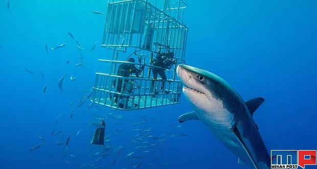 حقایق جالب در مورد کوسه سفید بزرگ که احتمالا تاکنون نمیدانستید 8 کوسه سفید بزرگ