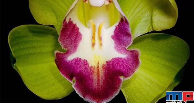 گران ترین گل های جهان از کادوپول تا زعفران ایرانی 6 گران ترین گل های جهان