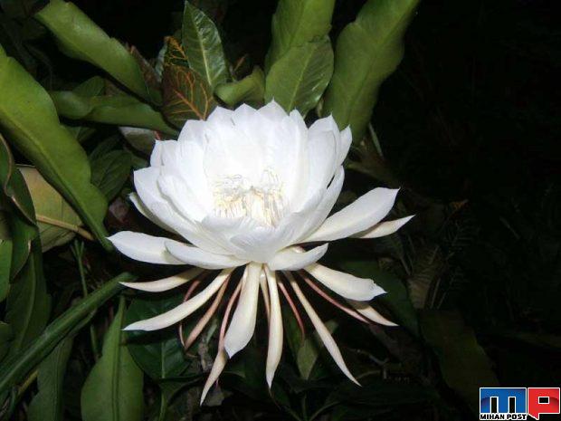 گران ترین گل های جهان