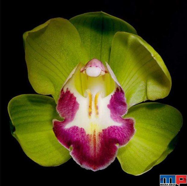 گران ترین گل های جهان