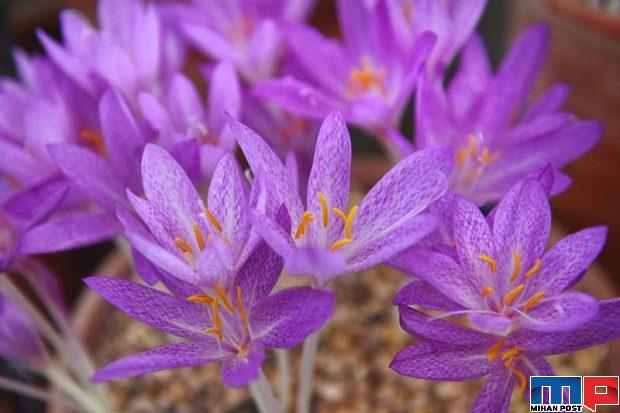 گران ترین گل های جهان