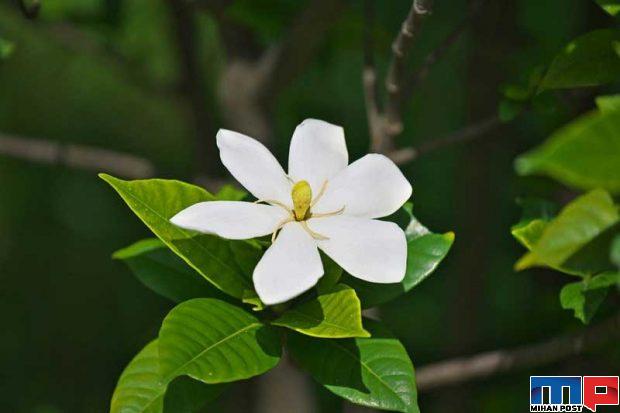 گران ترین گل های جهان