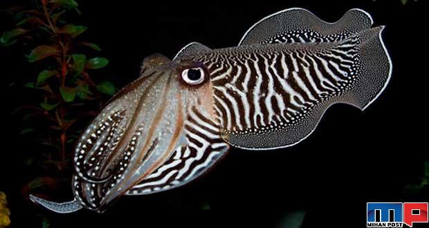 آیا ماهی مرکب انسان ها را نامرئی خواهند کرد ؟ 6 ماهی مرکب