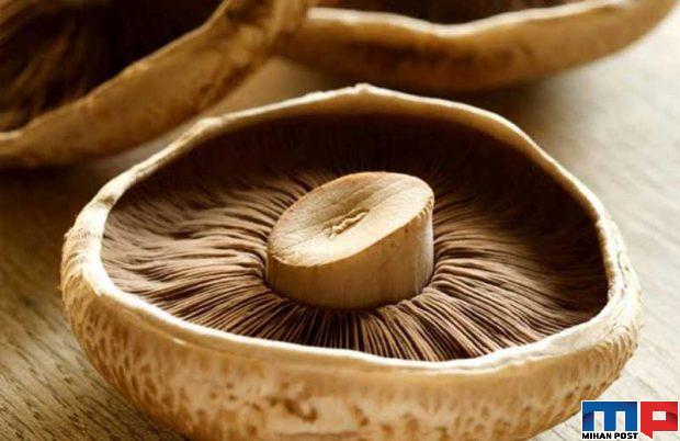 انواع قارچ خوراکی