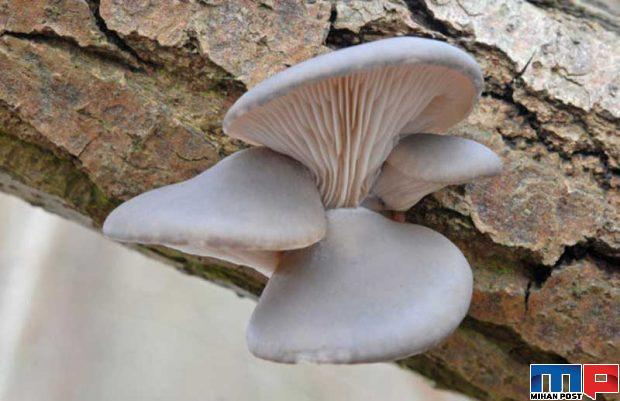 انواع قارچ خوراکی