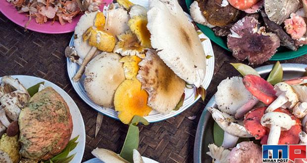 آشنایی با انواع قارچ خوراکی که برای هر آشپز ضروری است 5 انواع قارچ خوراکی