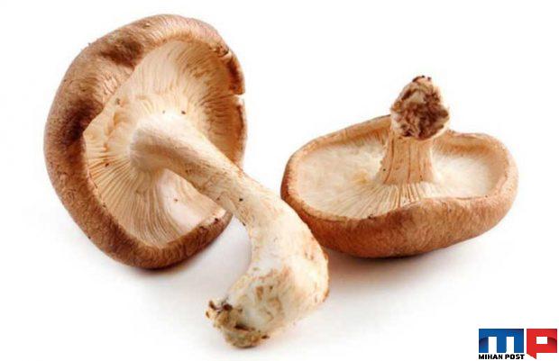 انواع قارچ خوراکی