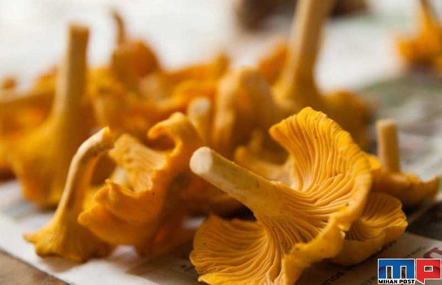 انواع قارچ خوراکی