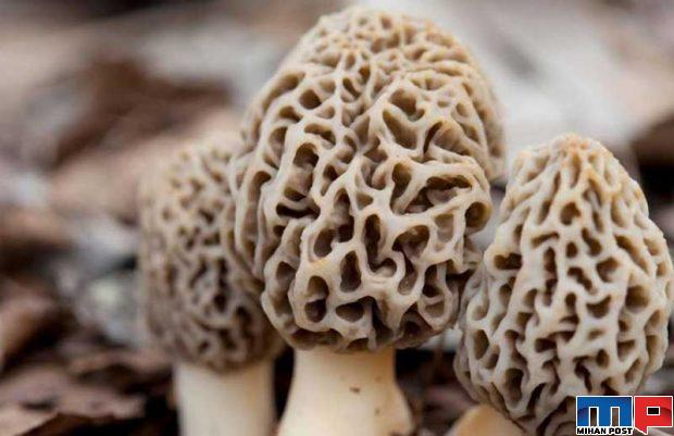 انواع قارچ خوراکی
