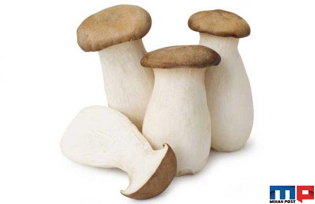 انواع قارچ خوراکی