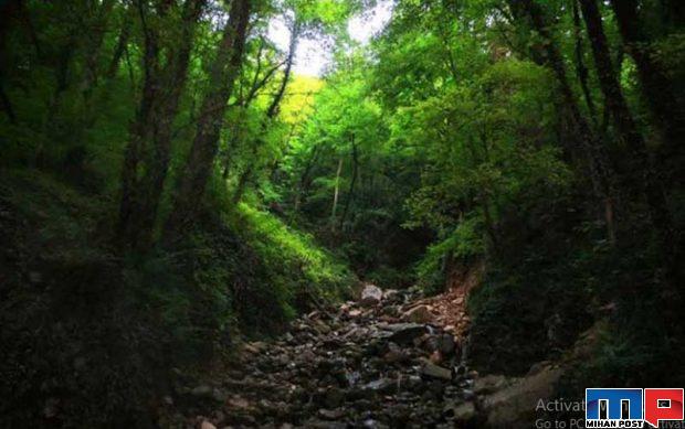 بهترین مسیرهای جنگل نوردی