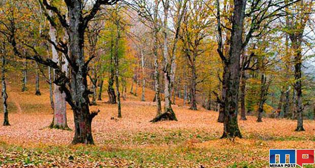 نگاهی به بهترین مسیرهای جنگل نوردی در کشور + عکس 1 بهترین مسیرهای جنگل نوردی