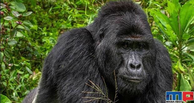 رافیکی گوریل مشهور اوگاندایی توسط کشته شد ! 7 رافیکی گوریل مشهور اوگاندایی