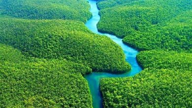 علت رنگ سبز گیاهان و درختان