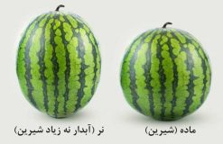 مهمترین نکات در خرید هندوانه
