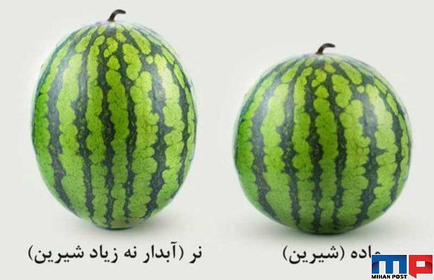 مهمترین نکات در خرید هندوانه شیرین و کاملا خوش رنگ 5 مهمترین نکات در خرید هندوانه
