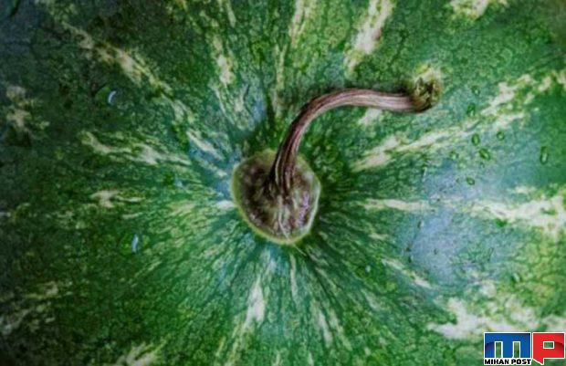 مهمترین نکات در خرید هندوانه شیرین و کاملا خوش رنگ 3 مهمترین نکات در خرید هندوانه