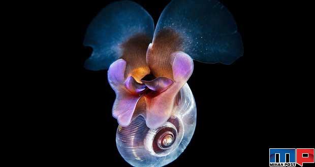 تصاویری از موجودات عجیب زیر دریا که تماشا آنها حیرت خواهید کرد 16 موجودات عجیب زیر دریا