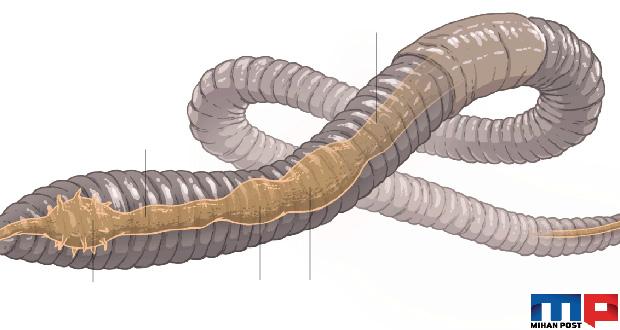 کرم رباتیک نظامی در ارتش ایالات متحده که می تواند زمین را حفر کند ! 8 کرم رباتیک نظامی