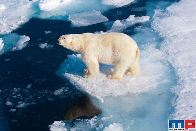 انقراض خرس‌ های قطبی