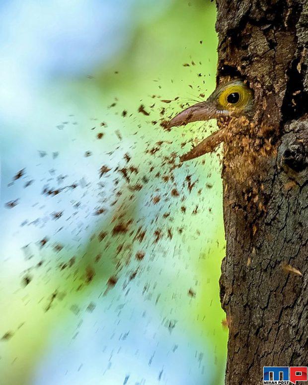 برندگان مسابقه عکاسی حیات وحش را مشاهده کنید + عکس 11 برندگان مسابقه عکاسی حیات وحش