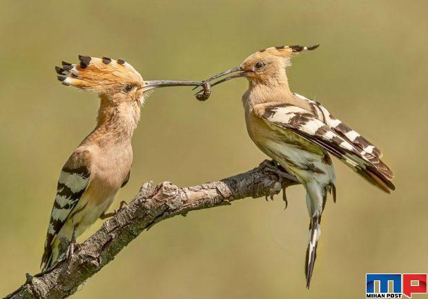 برندگان مسابقه عکاسی حیات وحش را مشاهده کنید + عکس 10 برندگان مسابقه عکاسی حیات وحش