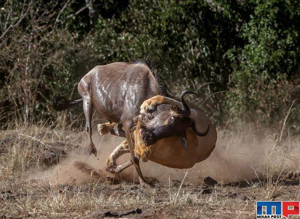 برندگان مسابقه عکاسی حیات وحش را مشاهده کنید + عکس 3 برندگان مسابقه عکاسی حیات وحش