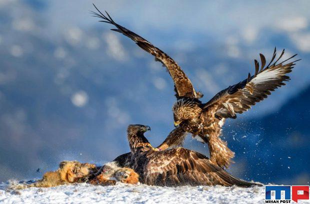 برندگان مسابقه عکاسی حیات وحش را مشاهده کنید + عکس 4 برندگان مسابقه عکاسی حیات وحش